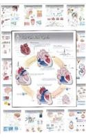 Complete Set of All 20 Physiology Charts