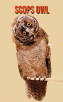 Scops Owl: Fun Facts & Cool Pictures