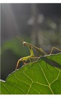 Praying Mantis on a Leaf Journal