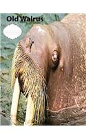 Old Walrus collegeruledlinepaper Composition Book: Walrus Fans, journals for notes, adult composition book, college and teens notebooks, school notebook
