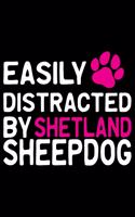 Easily Distracted by Shetland Sheepdog