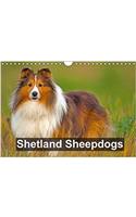 Shetland Sheepdogs 2018