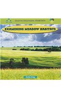 Examining Meadow Habitats: (Graphic Organizers: Habitats)