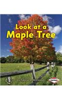 Look at a Maple Tree