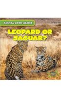 Leopard or Jaguar?