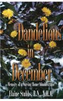 Dandelions in December
