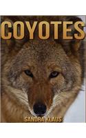 Coyotes