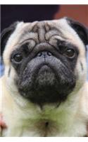 The Pug Dog Journal