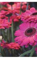 Pink Gerber Flowers Journal