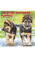 Just German Shepherd Puppies 2019 Calendar