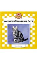American Shorthair Cats