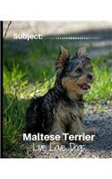 Maltese Terrier - Live Love Dogs!