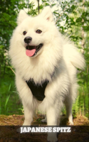Japanese Spitz