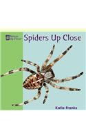 Spiders Up Close