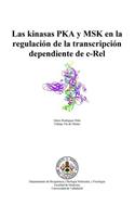 kinasas PKA y MSK en la regulación de la transcripción dependiente de c-Rel