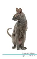 Cornish Rex Affirmations Workbook Cornish Rex Presents: Positive and Loving Affirmations Workbook. Includes: Mentoring Questions, Guidance, Supporting You.