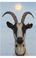 Gorgeous Goat Animal Journal: 150 Page Lined Notebook/Diary