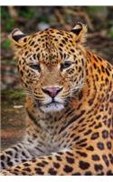 Beautiful Leopard in the Wild Safari Big Cat Journal: 150 Page Lined Notebook/Diary