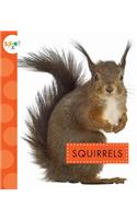 Squirrels