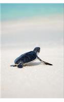 Turtle Notebook