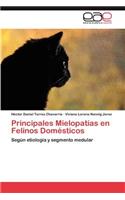 Principales Mielopatias En Felinos Domesticos