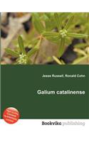 Galium Catalinense