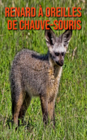 Renard à Oreilles de Chauve-Souris