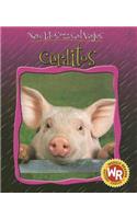 Cerditos (Little Pigs)