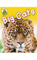 Big Cats