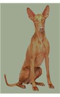 Pharaoh Hound