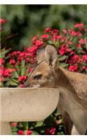 A Wallaby Gets a Drink from a Birdbath in the Garden Journal: 150 Page Lined Notebook/Diary