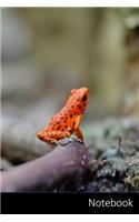Notebook: Anfibio, Rana, Animal, Macro Cuaderno / Diario / Libro de escritura / Notas - 6 x 9 pulgadas (15.24 x 22.86 cm), 150 páginas, superficie brillante.