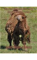 Bactrian Camel: Amazing Pictures and Facts about Bactrian Camel