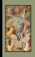 Vintage Botanical Illustration Journal: Ernst Haeckel - Actiniae Sea Anemones Lined Journal for the Marine Biologist, Oceanographer and Sealife Lover