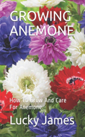 Growing Anemone: How To Grow And Care For Anemone