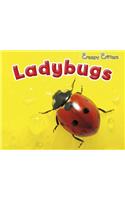 Ladybugs (Creepy Critters)