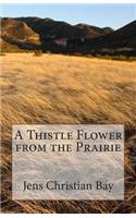 Thistle Flower from the Prairie