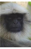 Say Hello to the Hanuman Langur Journal: 150 page lined notebook/diary