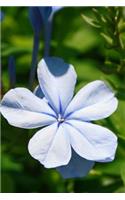 Blue Plumbago Journal