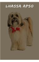Lhassa Apso