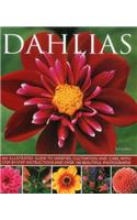 Dahlias