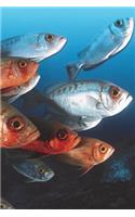 Fish Friends Blank Book Lined Journal (4x6)