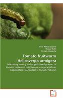 Tomato fruitworm Helicoverpa armigera