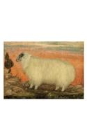 A Mountain Sheep Small Boxed Cards