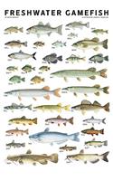 Freshwater Gamefish of North America Poster