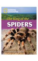 King of the Spiders