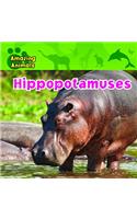 Hippopotamuses