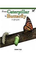 From Caterpillar to Butterfly: A Life Cycle