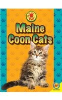 Maine Coon Cats