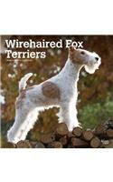 Wirehaired Fox Terriers 2020 Square